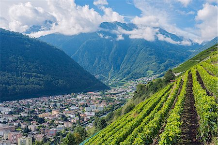 Vineyards, Martigny, Valais, Swiss Alps, Switzerland, Europe Stock Photo - Premium Royalty-Free, Code: 6119-08062195