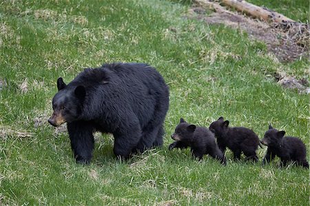 sow - Black bear (Ursus americanus) sow and three cubs of the year, Yellowstone National Park, UNESCO World Heritage Site, Wyoming, United States of America, North America Stock Photo - Premium Royalty-Free, Code: 6119-08062244