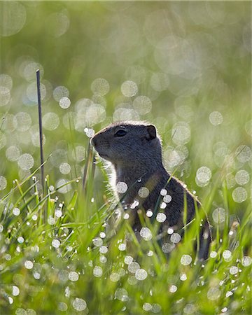 sciuridae - Uinta ground squirrel (Urocitellus armatus), Yellowstone National Park, Wyoming, United States of America, North America Stock Photo - Premium Royalty-Free, Code: 6119-08062246