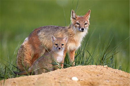 fuchs - Swift fox (Vulpes velox) adult and kit, Pawnee National Grassland, Colorado, United States of America, North America Foto de stock - Sin royalties Premium, Código: 6119-08062248