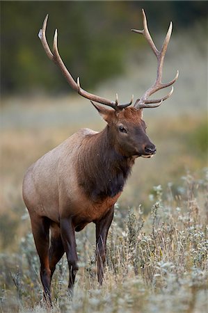 simsearch:6119-08269034,k - Bull elk (Cervus canadensis), Jasper National Park, Alberta, Canada, North America Stock Photo - Premium Royalty-Free, Code: 6119-08062268