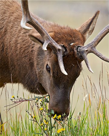 Bull elk (Cervus canadensis) eating yellow wildflowers, Jasper National Park, Alberta, Canada, North America Photographie de stock - Premium Libres de Droits, Code: 6119-08062270