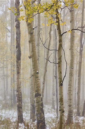 Windstar Biodome Research Project, Aspen, Colorado, USA Foto de stock - Sin royalties Premium, Código: 6119-08062277