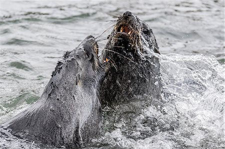 simsearch:6119-08081055,k - Young Antarctic fur seals (Arctocephalus gazella) mock fighting in Grytviken Harbor, South Georgia, Polar Regions Photographie de stock - Premium Libres de Droits, Code: 6119-08081056