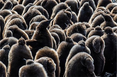 south georgia island - Juvenile king penguins (Aptenodytes patagonicus) at breeding colony at Salisbury Plain, South Georgia, Polar Regions Stock Photo - Premium Royalty-Free, Code: 6119-08081058