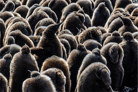 simsearch:6119-08081055,k - Juvenile king penguins (Aptenodytes patagonicus) at breeding colony at Salisbury Plain, South Georgia, Polar Regions Photographie de stock - Premium Libres de Droits, Code: 6119-08081058