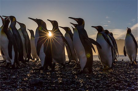 King penguins (Aptenodytes patagonicus) at sunrise, in St. Andrews Bay, South Georgia, Polar Regions Photographie de stock - Premium Libres de Droits, Code: 6119-08081063