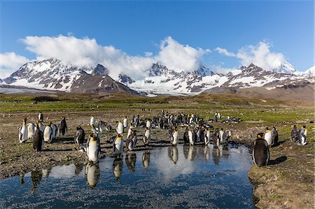 simsearch:6119-08081098,k - King penguins (Aptenodytes patagonicus) in early morning light at St. Andrews Bay, South Georgia, Polar Regions Foto de stock - Sin royalties Premium, Código: 6119-08081064