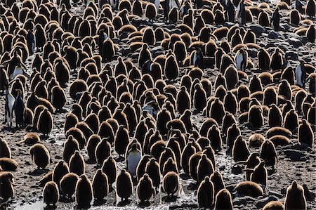 King penguin (Aptenodytes patagonicus) adults with chicks at St. Andrews Bay, South Georgia, Polar Regions Stock Photo - Premium Royalty-Free, Code: 6119-08081065