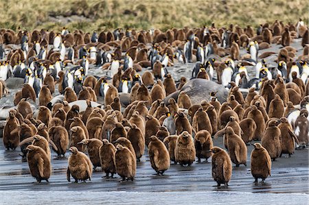 simsearch:6119-08081086,k - Adult king penguins and okum boy chicks (Aptenodytes patagonicus) heading to sea in Gold Harbor, South Georgia, Polar Regions Stock Photo - Premium Royalty-Free, Code: 6119-08081075