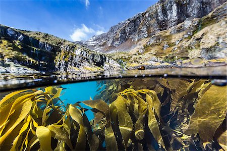 simsearch:6119-08907789,k - Above and below water view of kelp in Hercules Bay, South Georgia, Polar Regions Photographie de stock - Premium Libres de Droits, Code: 6119-08081076