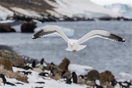 simsearch:6119-07780978,k - Adult kelp gull (Larus dominicanus) in flight at Brown Bluff, Antarctic Sound, Antarctica, Polar Regions Stock Photo - Premium Royalty-Free, Code: 6119-08081088