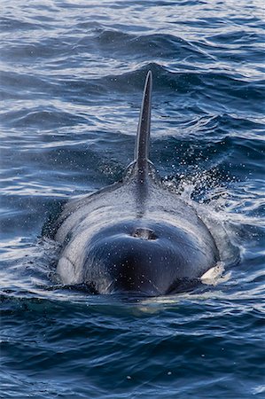 Adult Type A killer whale (Orcinus orca) surfacing in the Gerlache Strait, Antarctica, Polar Regions Foto de stock - Royalty Free Premium, Número: 6119-08081091