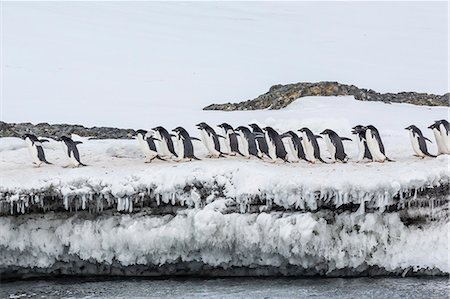 seabird - Adelie penguins (Pygoscelis adeliae) at breeding colony at Brown Bluff, Antarctica, Southern Ocean, Polar Regions Stock Photo - Premium Royalty-Free, Code: 6119-08081094