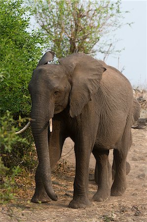 African elephant (Loxodonta africana), Chobe National Park, Botswana, Africa Stockbilder - Premium RF Lizenzfrei, Bildnummer: 6119-08081141