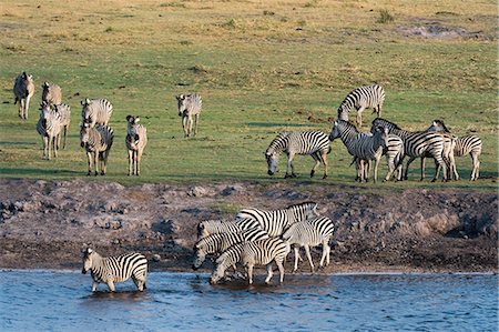 parque nacional chobe - Burchell's zebras (Equus burchelli), Chobe National Park, Botswana, Africa Foto de stock - Sin royalties Premium, Código: 6119-08081147