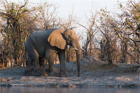 African elephant (Loxodonta africana), Khwai Concession, Okavango Delta, Botswana, Africa Photographie de stock - Premium Libres de Droits, Code: 6119-08081148
