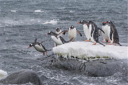 simsearch:6119-08081098,k - Gentoo penguins (Pygoscelis papua) returning to sea from breeding colony at Port Lockroy, Antarctica, Polar Regions Foto de stock - Sin royalties Premium, Código: 6119-08081103