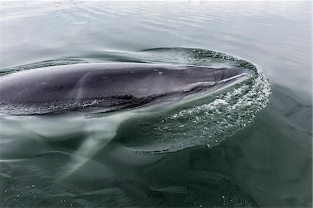 simsearch:6119-08081097,k - A curious Antarctic minke whale (Balaenoptera bonaerensis) in Neko Harbor, Antarctica, Polar Regions Photographie de stock - Premium Libres de Droits, Code: 6119-08081100