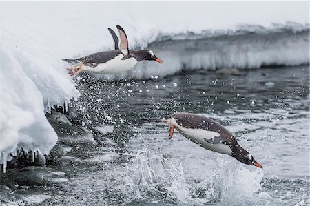 Gentoo penguins (Pygoscelis papua) leaping into the sea at Booth Island, Antarctica, Polar Regions Stock Photo - Premium Royalty-Free, Code: 6119-08081107