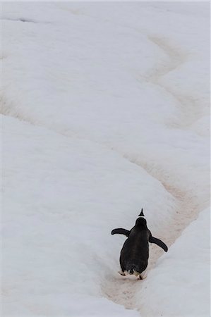 simsearch:6119-08081095,k - Gentoo penguin (Pygoscelis papua) climbing penguin highway on Cuverville Island, Antarctica, Polar Regions Foto de stock - Sin royalties Premium, Código: 6119-08081106