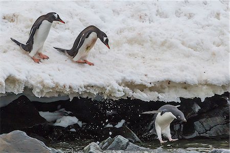 simsearch:6119-08081055,k - Gentoo penguins (Pygoscelis papua) leaping into the sea with Adelie penguin at Booth Island, Antarctica, Polar Regions Photographie de stock - Premium Libres de Droits, Code: 6119-08081108