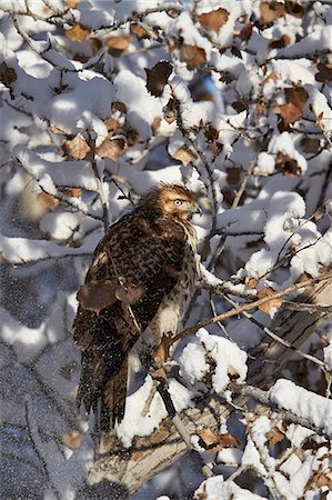 simsearch:6119-08269098,k - Red-tailed hawk (Buteo jamaicensis) juvenile in a snow-covered tree, Bosque del Apache National Wildlife Refuge, New Mexico, United States of America, North America Foto de stock - Sin royalties Premium, Código: 6119-08170269