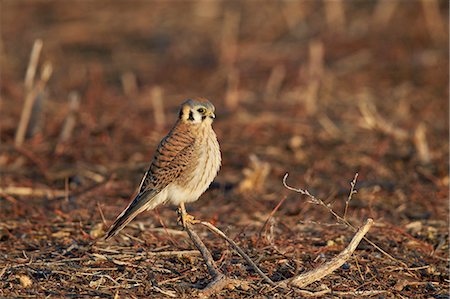 simsearch:841-09086170,k - American kestrel (sparrow hawk) (Falco sparverius) female, Bosque del Apache National Wildlife Refuge, New Mexico, United States of America, North America Photographie de stock - Premium Libres de Droits, Code: 6119-08170275