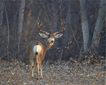 Mule deer (Odocoileus hemionus) buck, Bosque del Apache National Wildlife Refuge, New Mexico, United States of America, North America Stock Photo - Premium Royalty-Free, Code: 6119-08170278