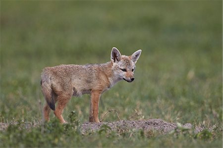 Serengeti jackal (golden jackal) (Canis aureus bea) pup, Ngorongoro Crater, Tanzania, East Africa, Africa Photographie de stock - Premium Libres de Droits, Code: 6119-08170280
