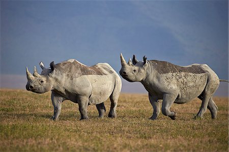 Two black rhinoceros (hook-lipped rhinoceros) (Diceros bicornis), Ngorongoro Crater, Tanzania, East Africa, Africa Fotografie stock - Premium Royalty-Free, Codice: 6119-08170281