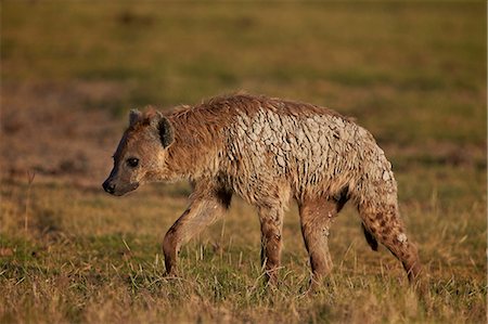 Spotted hyena (spotted hyaena) (Crocuta crocuta), Ngorongoro Crater, Tanzania, East Africa, Africa Stock Photo - Premium Royalty-Free, Code: 6119-08170288