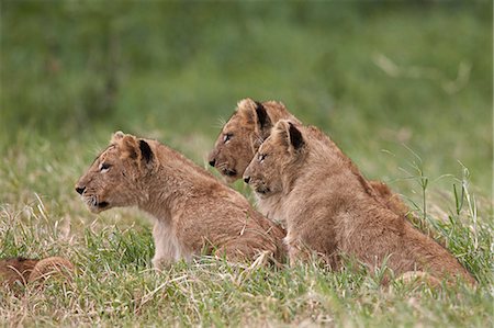 simsearch:841-09194668,k - Lion (Panthera Leo) cubs, Ngorongoro Crater, Tanzania, East Africa, Africa Foto de stock - Sin royalties Premium, Código: 6119-08170297