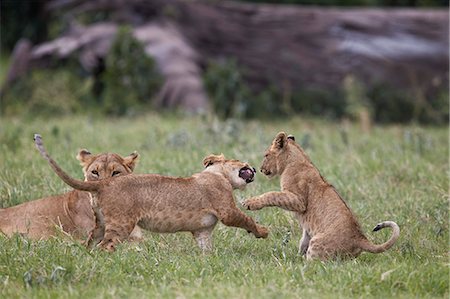 simsearch:6119-08081055,k - Lion (Panthera Leo) cubs playing, Ngorongoro Crater, Tanzania, East Africa, Africa Photographie de stock - Premium Libres de Droits, Code: 6119-08170298