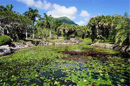 simsearch:700-00080625,k - Nevis Botanical Garden, Nevis, St. Kitts and Nevis, Leeward Islands, West Indies, Caribbean, Central America Stock Photo - Premium Royalty-Free, Code: 6119-08170233