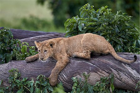 simsearch:851-02963329,k - Lion (Panthera Leo) cub on a downed tree trunk in the rain, Ngorongoro Crater, Tanzania, East Africa, Africa Stock Photo - Premium Royalty-Free, Code: 6119-08170300