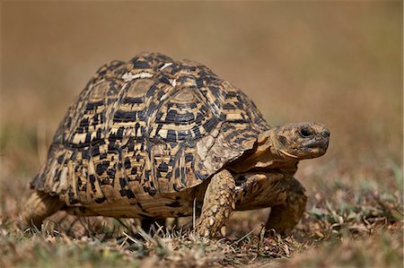 simsearch:851-02963329,k - Leopard tortoise (Geochelone pardalis), Ngorongoro Conservation Area, Serengeti, Tanzania, East Africa, Africa Stock Photo - Premium Royalty-Free, Code: 6119-08170305