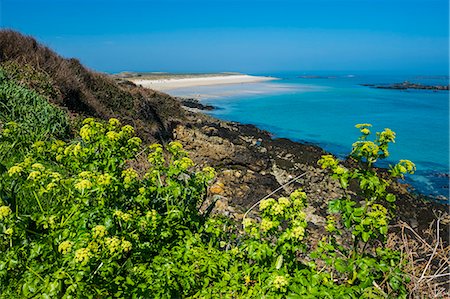 simsearch:6119-08170200,k - Blooming flowers with Shell Beach in the background, Herm, Channel Islands, United Kingdom, Europe Photographie de stock - Premium Libres de Droits, Code: 6119-08170322