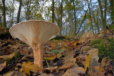 Trooping funnel (Monk's head mushroom) (Clitocybe) (Infundibulicybe geotropa), Gloucestershire Wildlife Trust Lower Woods nature reserve, Gloucestershire, England, United Kingdom, Europe Photographie de stock - Premium Libres de Droits, Code: 6119-08170336