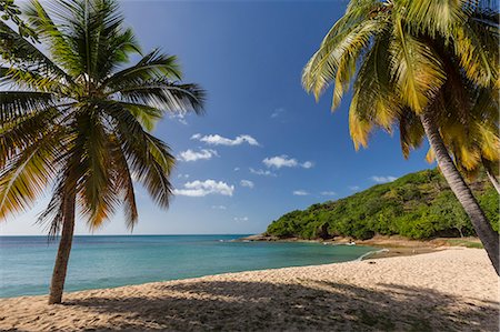 Palm trees thrive on the beautiful beach of Hawksbill which houses one of the most luxurious resorts in the Caribbean, Antigua, Leeward Islands, West Indies, Caribbean, Central America Photographie de stock - Premium Libres de Droits, Code: 6119-08126501