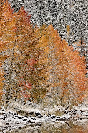 simsearch:841-06806362,k - Orange aspens in the fall among evergreens covered with snow at a lake, Grand Mesa National Forest, Colorado, United States of America, North America Stock Photo - Premium Royalty-Free, Code: 6119-08126523