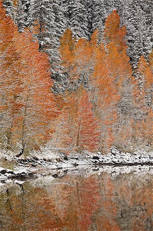 simsearch:841-06806362,k - Orange aspens in the fall among evergreens covered with snow at a lake, Grand Mesa National Forest, Colorado, United States of America, North America Stock Photo - Premium Royalty-Free, Code: 6119-08126522