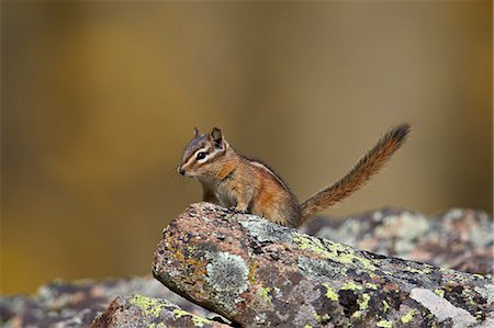 Uinta Chipmunk (Tamias umbrinus), Uncompahgre National Forest, Colorado, United States of America, North America Photographie de stock - Premium Libres de Droits, Code: 6119-08126525