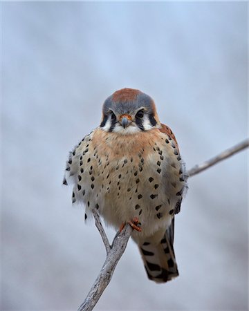 simsearch:6119-08741455,k - American kestrel (sparrow hawk) (Falco sparverius), male, Bosque del Apache National Wildlife Refuge, New Mexico, United States of America, North America Foto de stock - Royalty Free Premium, Número: 6119-08126530