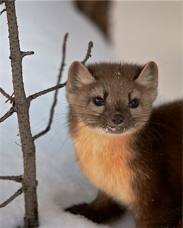 American marten (pine marten) (Martes americana) in the snow, Yellowstone National Park, Wyoming, United States of America, North America Foto de stock - Sin royalties Premium, Código: 6119-08126534