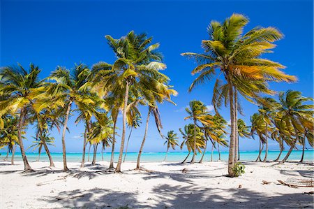 playas caribe - Cap Cana Beach, Punta Cana, Dominican Republic, West Indies, Caribbean, Central America Foto de stock - Sin royalties Premium, Código: 6119-08242755