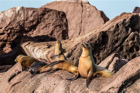 simsearch:6119-08242780,k - California sea lions (Zalophus californianus) with monofilament net around their neckst on Los Islotes, Baja California Sur, Mexico, North America Stock Photo - Premium Royalty-Free, Code: 6119-08242778