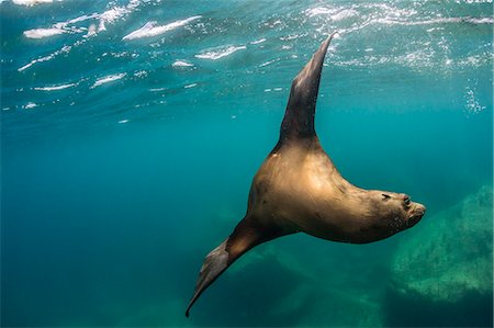 Adult California sea lion (Zalophus californianus) underwater at Los Islotes, Baja California Sur, Mexico, North America Photographie de stock - Premium Libres de Droits, Code: 6119-08242780