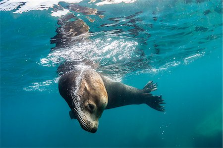 simsearch:6119-08242796,k - Adult California sea lion (Zalophus californianus) bull underwater at Los Islotes, Baja California Sur, Mexico, North America Stock Photo - Premium Royalty-Free, Code: 6119-08242781