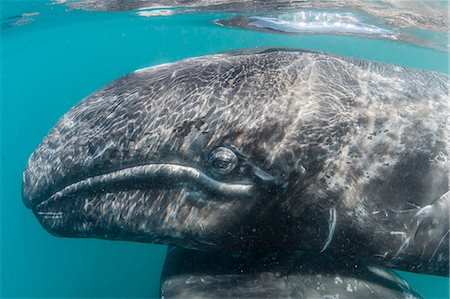 California gray whale (Eschrichtius robustus) mother and calf underwater in San Ignacio Lagoon, Baja California Sur, Mexico, North America Foto de stock - Sin royalties Premium, Código: 6119-08242787